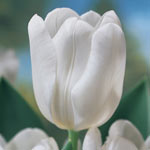 Prize Dutch Tulip Collection