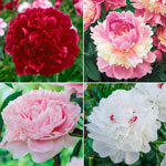 Peony Mixtures & Collections