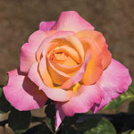 Chicago Peace Hybrid Tea Jumbo Rose