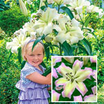 Summer Stunner Lily Tree® Collection