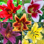 Classic Lily Tree® Collection