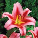 Spotlight Lily Tree® Collection