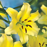 Ultimate Lily Tree® Collection