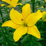 Yellow Cocotte Asiatic Lily