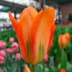 Orange Brilliant Tulip