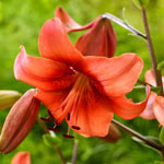 Pearl Loraine Asiatic Lily