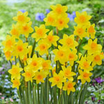 Garden Opera Daffodil