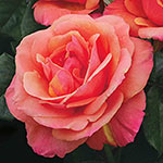 Fragrant Rose Garden Collection - 3 plants
