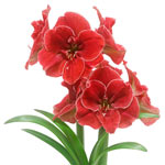 Magical Touch Amaryllis