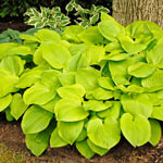 Breck's® Many Shades of Hosta Collection