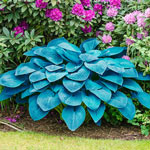 Breck's® Many Shades of Hosta Collection