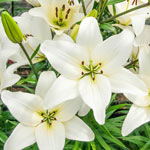 White County Asiatic Lily