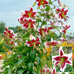 Fragrant Forest Lily Tree® Collection