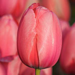 Guinevere Jumbo Perennial Tulip