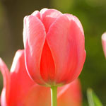 Guinevere Jumbo Perennial Tulip