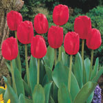Red Matador Jumbo Perennial Tulip