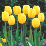 Darwinhybrid Tulips