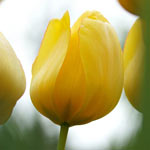 Sun Gold Jumbo Perennial Tulip