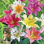 Lily Mixtures & Collections
