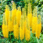 Shop Yellow Foxtail Lily | Breck's