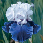 Mariposa Skies Tall Bearded Reblooming Iris