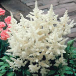 Deluxe Astilbe Collection