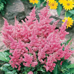 Deluxe Astilbe Collection