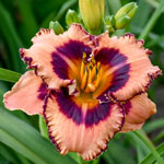 Ultimate Kaleidoscope of Colour Reblooming Daylily Collection