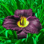 Ultimate Kaleidoscope of Colour Reblooming Daylily Collection