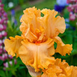 Orange King Bearded Iris