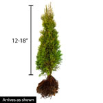 Green Giant Arborvitae Hedge