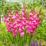 Hardy Gladiolus Collection