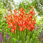 Hardy Gladiolus Collection