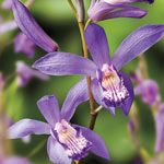Chinese Ground Orchid Collection