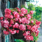 Hanging Basket Begonia Collection