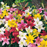 Carpet Border Lily™ Collection