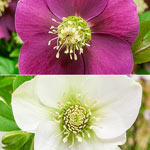Winter Wonders Wow!® Hellebore Collection
