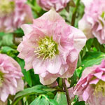 Twice as Nice WOW!® Hellebore Collection