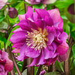 Ultimate Wow! Hellebore Collection