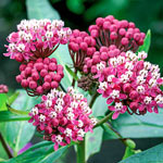 Monarch Oasis Asclepias Collection