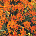 Monarch Oasis Asclepias Collection