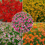 Breck's® Savory Coreopsis Collection