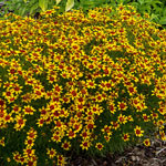 Breck's® Savory Coreopsis Collection