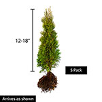 Green Giant Arborvitae Hedge