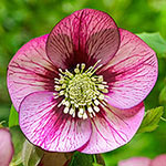 Fresco Wow!® King-Size Hellebores