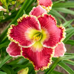 Constant Colour Reblooming Daylily Collection