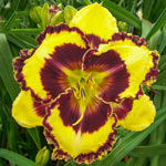 Constant Colour Reblooming Daylily Collection