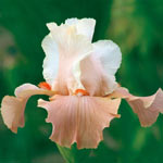 Double Delight Reblooming Iris Collection
