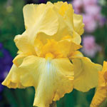 Double Delight Reblooming Iris Collection