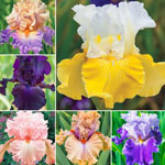 Spring Spectrum Iris Collection